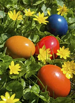 Flower Meadow Scene Drucke: Colourful Easter eggs lying in a flower meadow