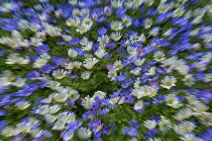 Colourful Flower Bed Drucke: Colourful flower bed in spring