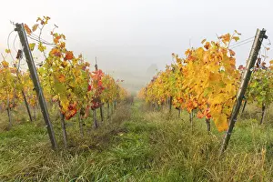 Bilder Datiert 19. Oktober 2024: Farbige Weinblätter in geordneten Reihen.