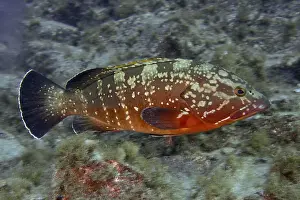 Drucke von Ein farbenfroher Grunt mit einer orangen-braunen Musterung, der Dusky Grouper (Epinephelus marginatus) (Mycteroperca marginatus), schwimmt über dem Meeresboden am Tauchplatz Las Rosas, Las Galletas Rußiger Zackenbarsch Drucke: Ein farbenfroher Grunt mit einer orangen-braunen Musterung.