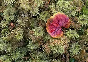 Karwendel Mountains Drucke: Colourful leaf lying on a bed of moss