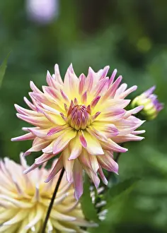 Bilder Datiert 16. September 2024: Farbenfroher Orangen- und gelber Kaktusdahlia (Dahlia)