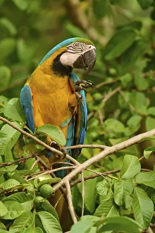 Blue And Yellow Macaw Drucke: A colourful parrot perched on branches