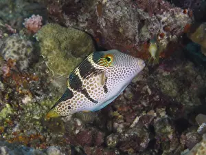Bilder Datiert 1. August 2024: Saddle spotted pufferfish print