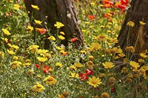 Aeolian Islands Landscape Drucke: Colourful spring meadow, trees