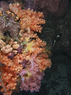 Bilder Datiert 22. Juli 2024: Colourful tree coral print