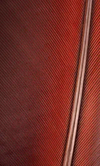 Colourful Parrot Feather Drucke: Colourfull feather of parrot