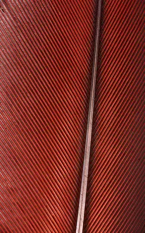 Wild Animal Nature Scene Drucke: Colourfull feather of parrot
