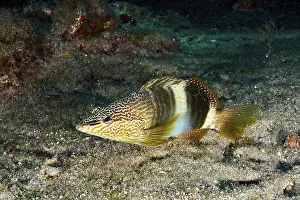 Drucke von Ein farbenfroh gemustertes Schreibwelsch (Serranus scriba) schwebt über dem Meeresboden, umgeben von Felsen und Seegras, am Tauchplatz Pasito Blanco Reef, Arguineguín, Gran Canaria, Spanien Lippfisch Drucke: Ein farbenfroh gemustertes Scribeschnapper (Serranus scriba) schwebt über dem Meeresboden