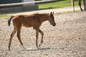 Arabisches Pferd Drucke: Ein Pferd im Gras