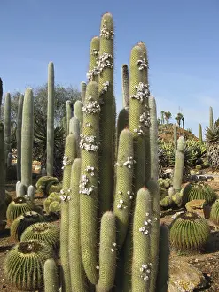 Columnar Cactus Drucke: Columnar cacti and spherical cacti