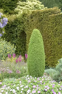 Mountainous Landscape UK Drucke: Columnar juniper (Juniperus communis Sentinel')