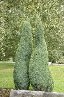 German Gardens Drucke: Columnar juniper (Juniperus communis Sentinel')