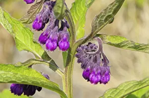 Empty Landscape With Plants Drucke: Comfrey, comfrey 14