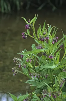 Medicinal Flora Drucke: Comfrey, comfrey, comfrey, comfrey