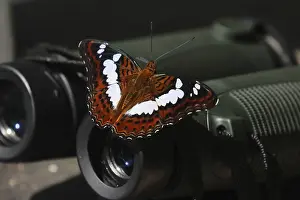 Drucke von Befindet sich ein Commander-Schmetterling, Moduza procris, auf einem Paar Feldstecher, Fraser's Hill, Bukit Fraser, Malaysia Bukit Drucke: Befehls-Schmetterling, Moduza procris.