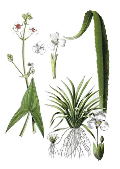 Digitally Restored Botany Images Drucke: Common arrowhead also arrow leaf