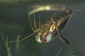 Glauca Drucke: Gemeiner Rückenschwimmer, Notonecta glauca.