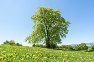 European Beech Blossom Drucke: Common beech (Fagus sylvatica)
