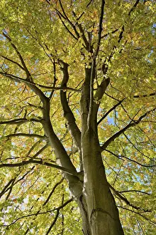 European Beech Foliage Drucke: Common beech (Fagus sylvatica)
