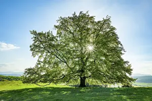 Backlight Shot Drucke: Common beech (Fagus sylvatica)
