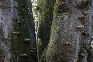 Primeval Forest Sababurg Drucke: Common beech (Fagus sylvatica)