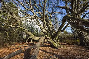 European Beech Fagus Sylvatica Drucke: Common beech (Fagus sylvatica)