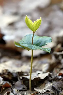 European Beech Seedling Drucke: Common beech (Fagus sylvatica)