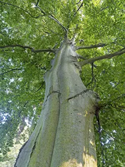 Weimar Germany Drucke: Common beech (Fagus sylvatica)