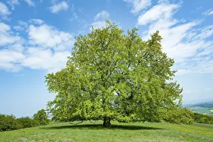 Fagus Sylvatica Image Drucke: Common beech (Fagus sylvatica)