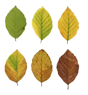 Autumn Mood Drucke: Common beech (Fagus sylvatica)