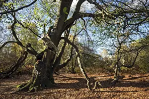 European Beech Trees Drucke: Common beech (Fagus sylvatica)