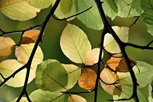 Autumn Color Palette Drucke: Common beech (Fagus sylvatica)