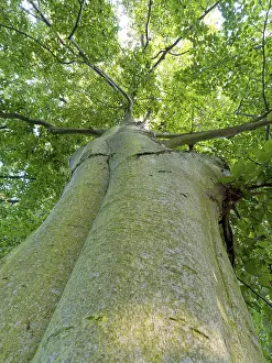 European Beeches Drucke: Common beech (Fagus sylvatica)