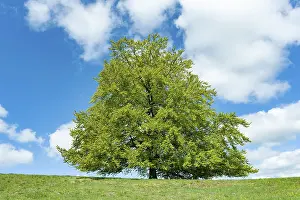 Fagus Sylvatica Images Drucke: Common beech (Fagus sylvatica)