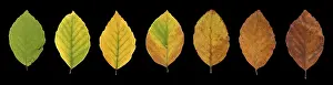 Fagus Sylvatica Images Drucke: Common beech (Fagus sylvatica)