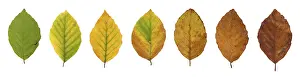 Fall Colors In Germany Drucke: Common beech (Fagus sylvatica)