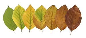 European Beeches Drucke: Common beech (Fagus sylvatica)