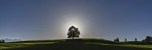 East Allgau Scenery Drucke: Common beech (Fagus sylvatica)