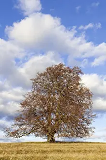 European Beech Fagus Sylvatica Drucke: Common beech (Fagus sylvatica)