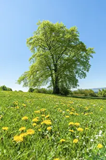Solitary Tree Germany Drucke: Common beech (Fagus sylvatica)