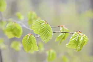 Central European Trees Drucke: Common beech (Fagus sylvatica)