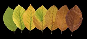 Central Europe Trees Drucke: Common beech (Fagus sylvatica)