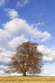 European Beech Fagus Sylvatica Drucke: Common beech (Fagus sylvatica)