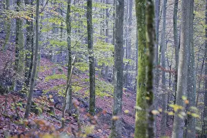 Fagus Sylvatica Images Drucke: Common beech (Fagus sylvatica)
