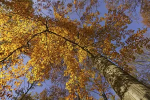 German Nature Drucke: Common beech (Fagus sylvatica)