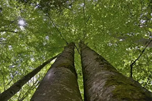 Low Angle View Drucke: Common beech (Fagus sylvatica)