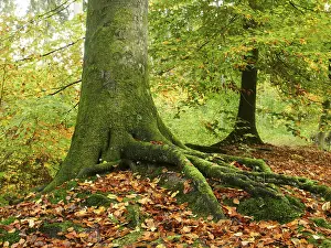 Common Beech Drucke: Common beech (Fagus sylvatica)