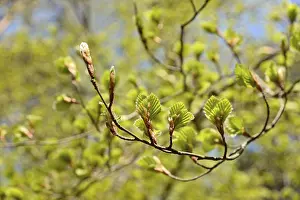 Spring Awakening Drucke: Common beech (Fagus sylvatica)