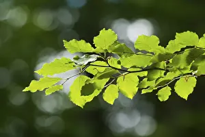 Common Beech Drucke: Common beech (Fagus sylvatica)